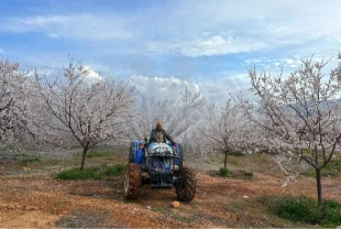 Zirai donun ardından bu yıl kayısı için ilaçlama mesaisi başladı