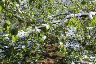 Zirai donun bölge ekonomisine etkileri araştırılacak