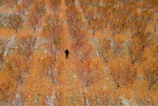 Zirai donun zararı TARSİM tarafından karşılandı: Sigortanın önemi bir kez daha ortaya çıktı