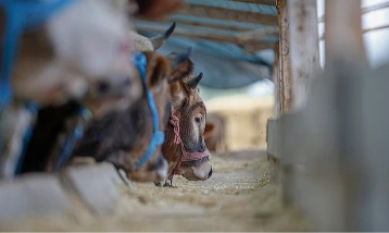 108 bin hayvan üreticiye dağıtılacak: Et fiyatlarında denge beklentisi