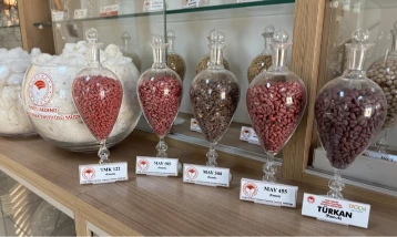 Adana’da geliştirilen yerli tohumlar 13 ülkeye ihraç ediliyor!
