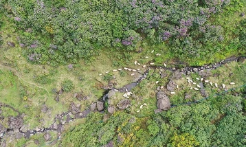 Akarsuları canlanan Sis Dağı Yaylası çiçeklerle renklendi