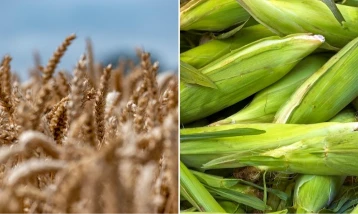 Arpa ve mısır ithalatında tarife kontenjanı artırıldı