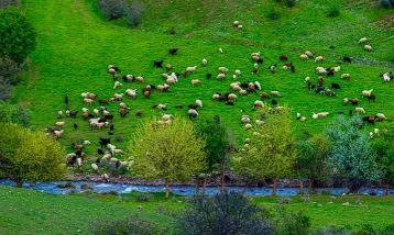 Artan yağışlar meraları yeşertti: Yem maliyetleri düştü