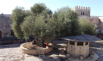 Asırlık bereket: 1358 yaşındaki zeytin ağacında hasat zamanı