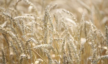 Azak Denizi’nde buz, Karadeniz’de fırtına: Rus buğdayı fiyatları yükseldi