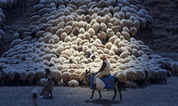Bakan Yumaklı açıkladı: Küçükbaş üreticisine yeni destek! Başvurular başlad