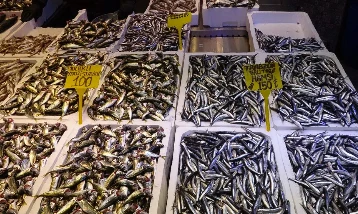 Balık tezgahlarında aylar sonra hamsi bereketi: Kilosu 150 TL