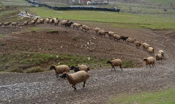 Besicilerin zorlu kış mesaisi: Hayvanlar için yoğun bakım