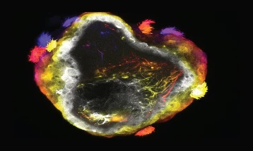 Biyoteknolojide yeni çağ: Sinir sistemli nörobotlar geliştirildi