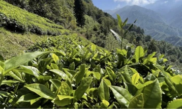 ÇAYKUR yeni sezonu açıyor: Yaş çay kampanyası için tarih belli oldu