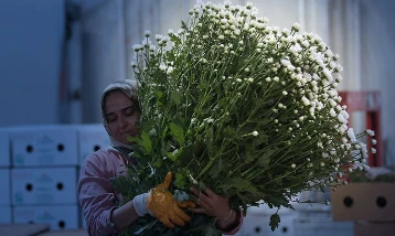 Çiçek ihracatı 10 ayda 137 milyon dolar oldu: Yıl sonu rekor bekleniyor