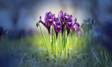 Çiçek soğanlarına ihracat düzenlemesi