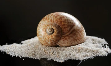 Deniz salyangozu ihracatı 2025'te 20,9 milyon doları aştı