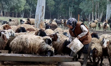 Depremzede üniversiteli kadına devlet desteği: Sürüsünü 2 katına çıkardı