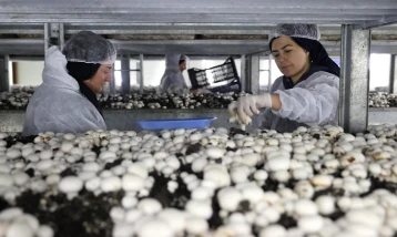 Devlet desteğiyle kurduğu tesiste günde 2 ton mantar üretiyor