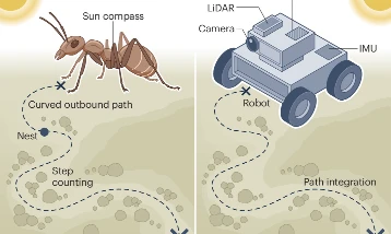 Doğadan ilham aldı: Robotlar GPS’siz yolunu bulabilecek