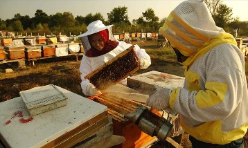 Doğu Karadeniz'den 'Bal' gibi ihracat: 6 Ayda 1,2 milyon dolar