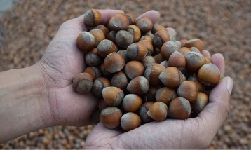 Doğu Karadeniz’in fındık ihracatı ilk çeyrekte 378,9 milyon dolara ulaştı