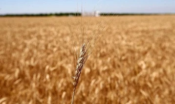 Dünyanın tahıl ambarı Ukrayna'da çiftçiler yeni krizle karşı karşıya