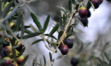 Ege ve Mardin'in ardından zeytinde rota Antalya'ya sıçradı!