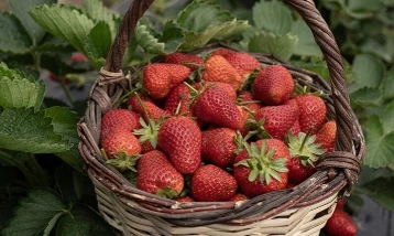 Emiralem çileğinde verim arttı: Hasat gecikti üretim yükseldi