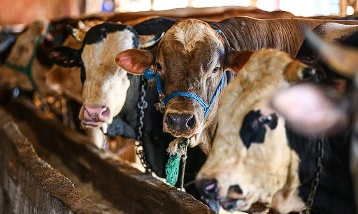 ESK kurbanlık alım fiyatlarını açıkladı: Başvurular 7 Haziran’a kadar