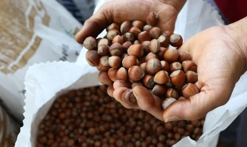 Fındıkta verim için yeni yollar aranıyor! İlk çalışma başladı