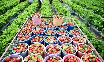 Gıda enflasyonunda çözüm ‘altın üçgen’ modelinde