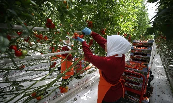 Girdi maliyetleri üreticiyi zorluyor! Hedefler için destekler sürmeli