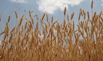 Hububat piyasasında yeni adım: TMO günlük satış modeline geçiyor