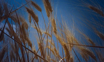 Hububatta yüz güldüren tablo: Türkiye genelinde yüksek rekolte beklentisi