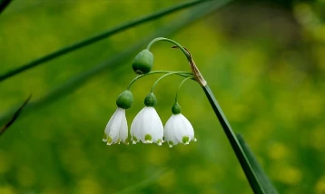 İhracı yasak ve kotaya bağlı çiçek soğanları belirlendi