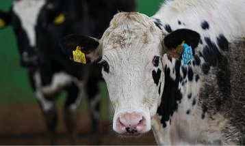 İnekler için ortopedik yatak üretildi