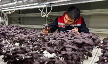 İstanbul Kapalı Dikey Tarım Uygulama Merkezi çilek üretimine hazırlanıyor