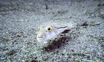 İstilacı türlerle mücadelede yeni dönem