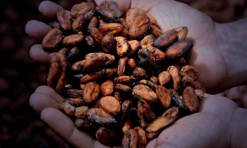 Kakao fiyatlarındaki düşüş devam ediyor: Yeni yıla da kayıpla başladı