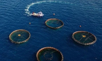 Karadeniz’den su ürünleri ihracatında güçlü artış: 85 milyon doları aştı