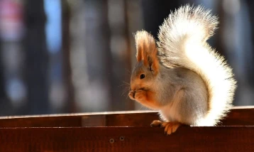 Kars'ta millet bahçesi yabani kuşlar ve sincaplarla renklendi