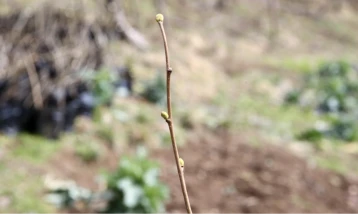 Köy kooperatifinde sertifikalı 3 bin fındık fidanı üretildi