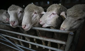 Küçükbaş hayvan desteği ne zaman verilecek? Takvim açıklandı