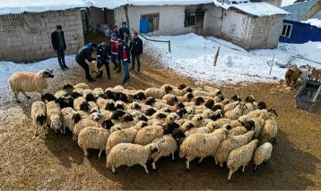 Küçükbaş hayvancılıkta devlet desteği etkisi