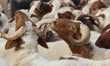 Kurban Bayramı tatili 9 gün olacak mı?
