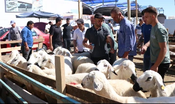 Kurban için tedbirler erkenden alındı: Kurbanlıklar 11 Mayıs'ta geliyor