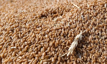 Küresel tahıl rekoltesi gıda fiyatlarını düşürebilir