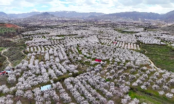 Malatya’da 2 milyon kayısı ağacı çiçek açtı: Darende beyaza büründü