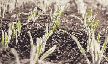 Meteoroloji Marmara Bölgesi için gün verdi! Zirai don olabilir