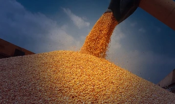 Mısır fiyatlarında artış: Hürmüz krizi iki haftanın zirvesine taşıdı