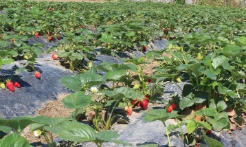 Organik tarım üretimi 1,3 milyon tonu aştı