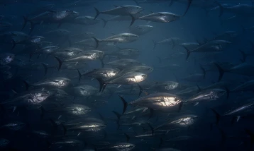 Orkinos avcılığında mevcut kota sistemi üç yıl daha sürecek